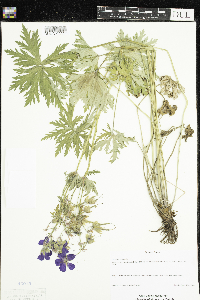 Geranium pratense image