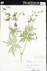 Geranium pratense image