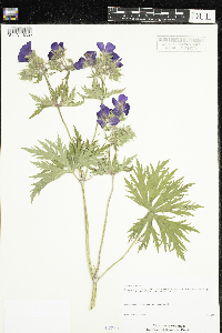 Geranium pratense image