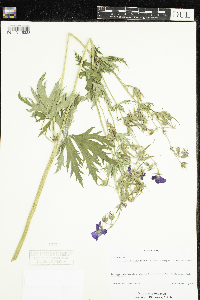 Geranium pratense image