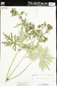 Geranium pratense image