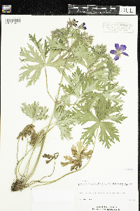 Geranium pratense image