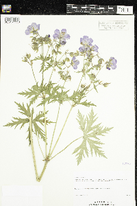 Geranium pratense image