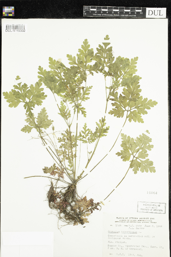 Geranium robertianum image