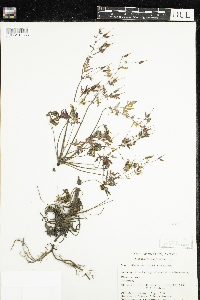 Geranium robertianum image