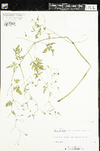 Geranium robertianum image