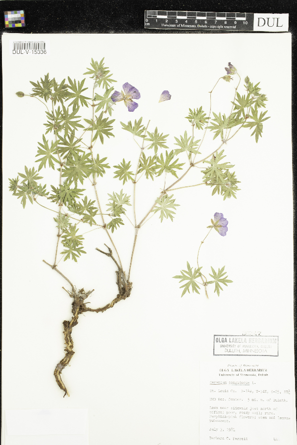 Geranium sanguineum image