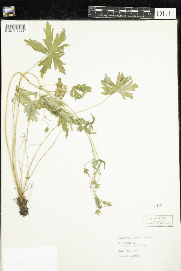 Geranium incisum image