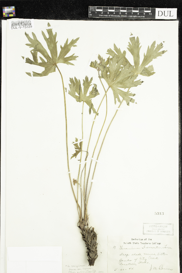 Geranium caespitosum var. fremontii image