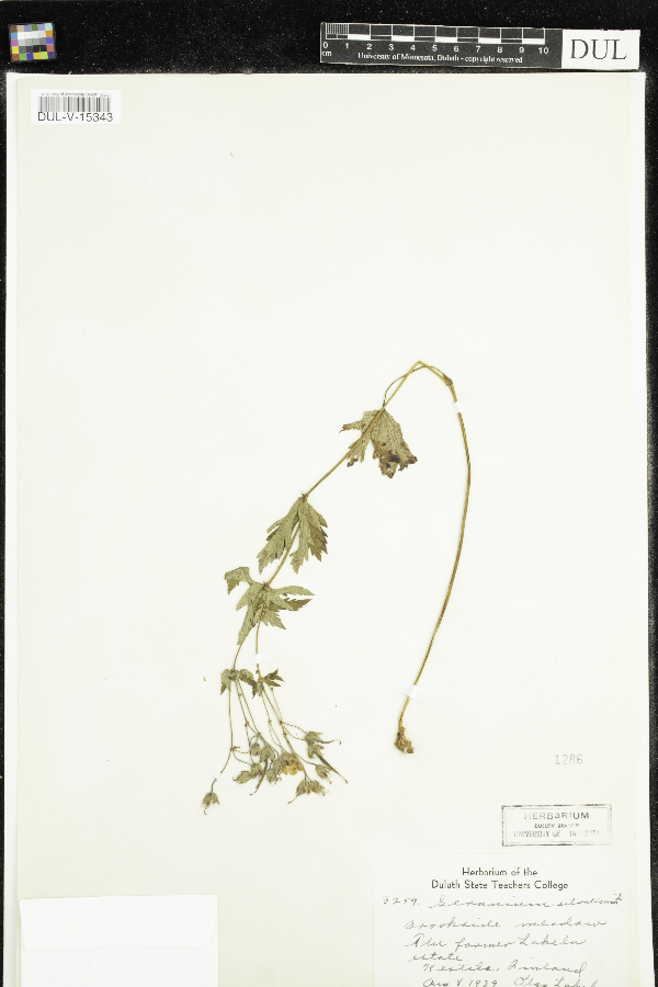 Geranium sylvaticum image