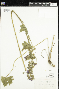Geranium viscosissimum image