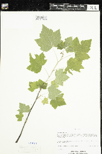 Ribes americanum image