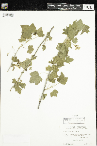 Ribes americanum image