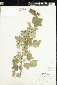 Ribes americanum image