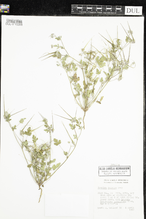 Erodium texanum image