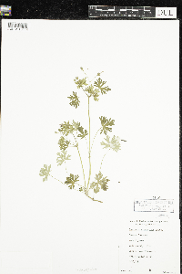 Geranium bicknellii image