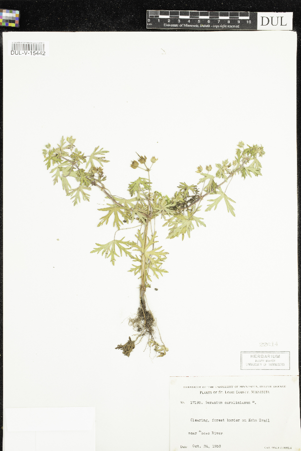 Geranium carolinianum image