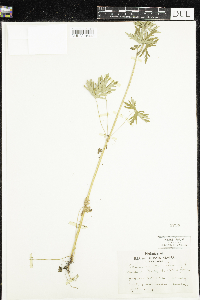 Geranium carolinianum image