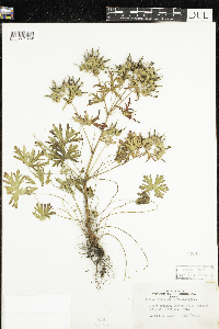 Geranium carolinianum image