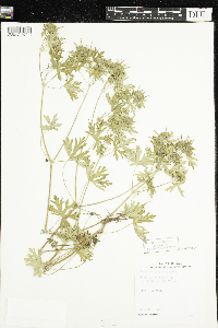 Geranium carolinianum image