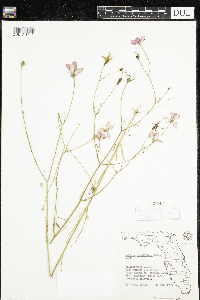 Image of Sabatia grandiflora