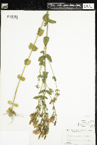 Image of Sabatia angularis