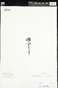 Image of Lomatogonium rotatum