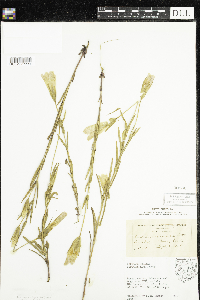 Image of Gentianopsis virgata