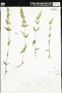 Gentianella amarella subsp. heterosepala image