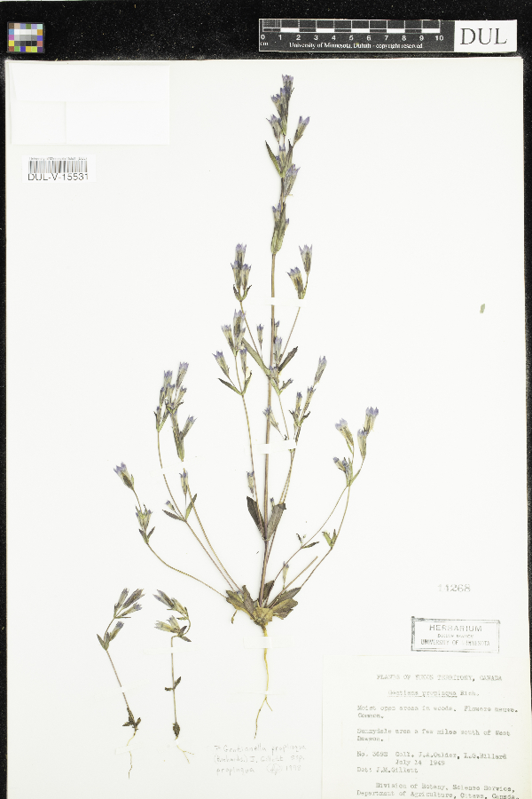 Gentianella propinqua subsp. propinqua image