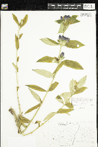 Image of Gentiana clausa