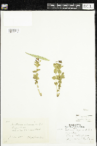 Image of Gentiana calycosa