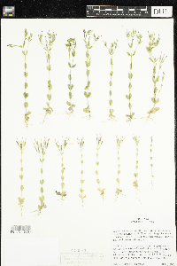 Image of Centaurium tenuiflorum