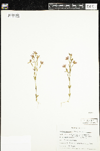 Centaurium venustum image