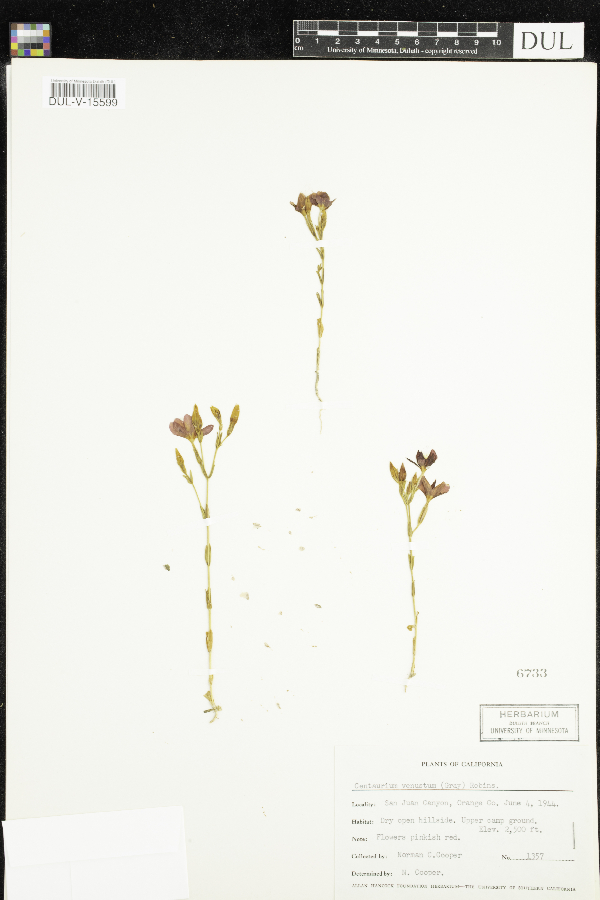 Centaurium venustum image
