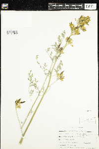 Image of Ehrendorferia chrysantha