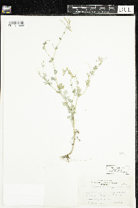 Corydalis sempervirens image