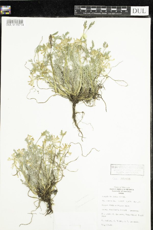 Fumariaceae image