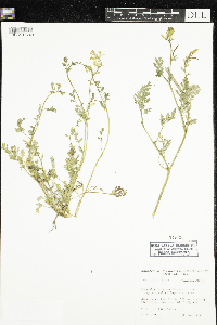 Corydalis micrantha image