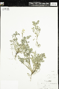 Image of Corydalis micrantha