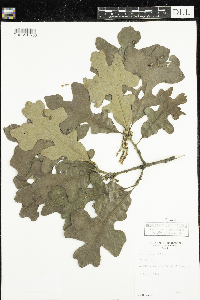 Quercus stellata image