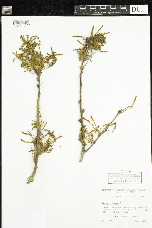 Quercus stellata image