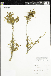 Quercus stellata image