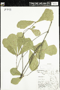 Quercus nigra image