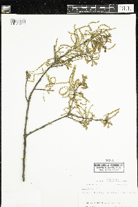 Quercus nigra image