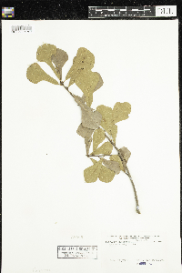 Quercus nigra image