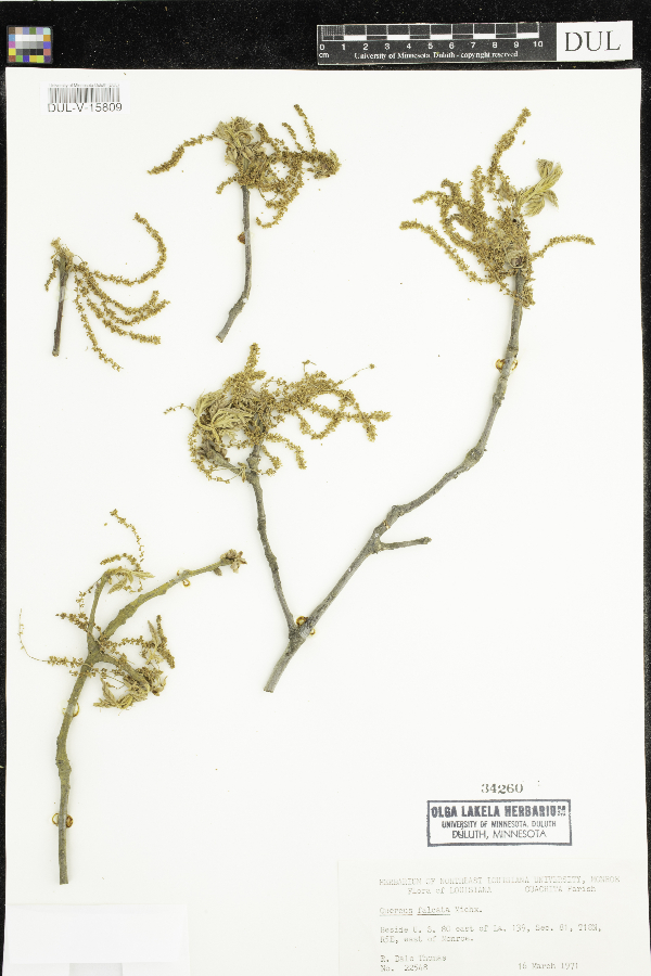 Quercus falcata image