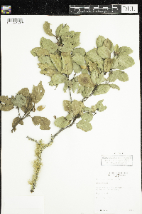 Image of Quercus dumosa