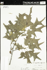 Quercus falcata image