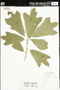 Quercus falcata image